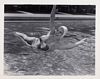 Carole in the swim (1940)